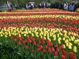 Red and yellow tulips north of the central lake at the Keukenhof park