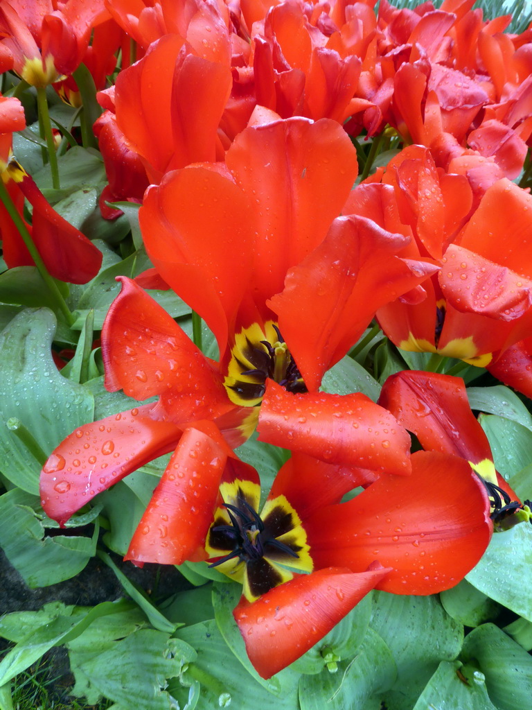 Red flowers north of the central lake at the Keukenhof park