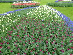 Purple, white, blue and red flowers north of the central lake at the Keukenhof park