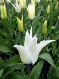 White flower north of the central lake at the Keukenhof park