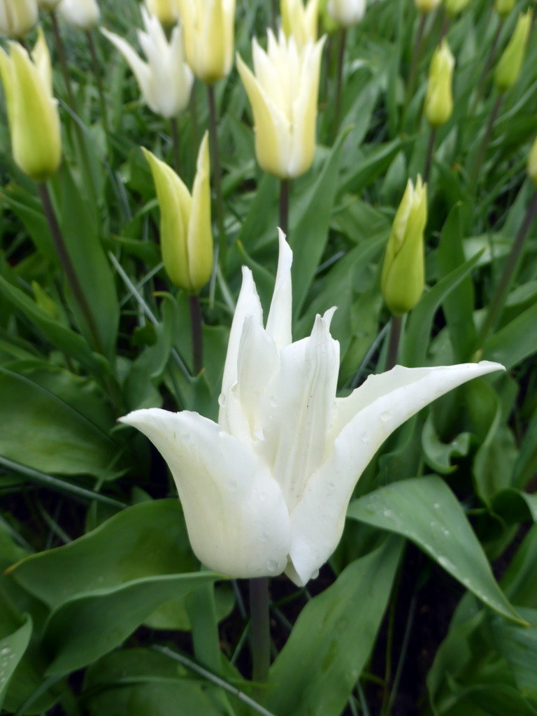 White flower north of the central lake at the Keukenhof park