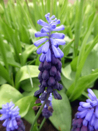 Blue flower north of the central lake at the Keukenhof park