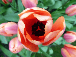 Red flower north of the central lake at the Keukenhof park