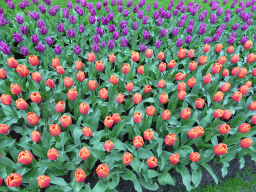 Red and purple tulips near the Willem-Alexander pavilion at the Keukenhof park