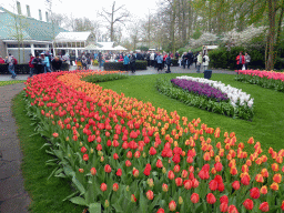 Red and orange tulips and other flowers in front of the Willem-Alexander pavilion at the Keukenhof park