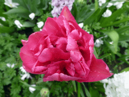 keukenhof_3_027 - 231 kb - 1024x768 - Purple flower near the Willem-Alexander pavilion at the Keukenhof park Purple flower near the Willem-Alexander pavilion at the Keukenhof park