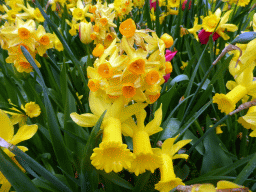 Yellow flowers near the Willem-Alexander pavilion at the Keukenhof park