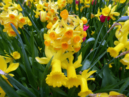 keukenhof_3_028 - 316 kb - 1024x768 - Yellow flowers near the Willem-Alexander pavilion at the Keukenhof park Yellow flowers near the Willem-Alexander pavilion at the Keukenhof park