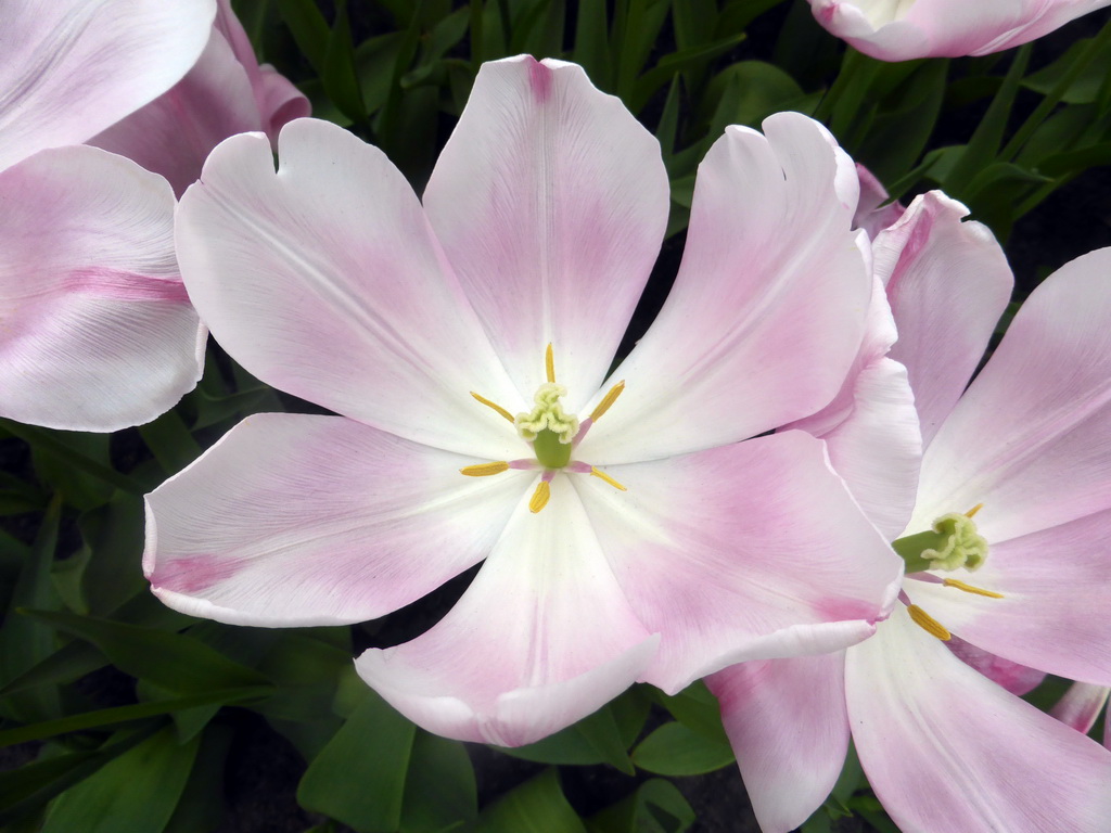 Purple-white flower in the Willem-Alexander pavilion at the Keukenhof park