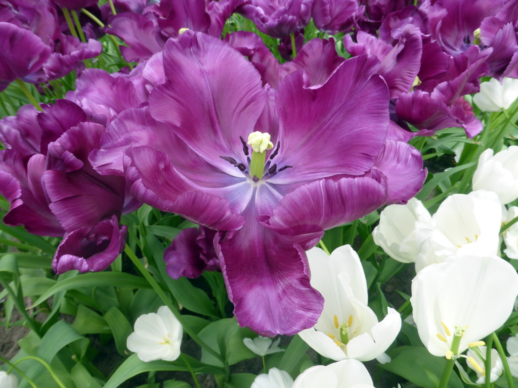 Purple and white flowers in the Willem-Alexander pavilion at the Keukenhof park