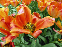 Red flower in the Willem-Alexander pavilion at the Keukenhof park