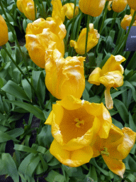 Yellow flowers in the Willem-Alexander pavilion at the Keukenhof park