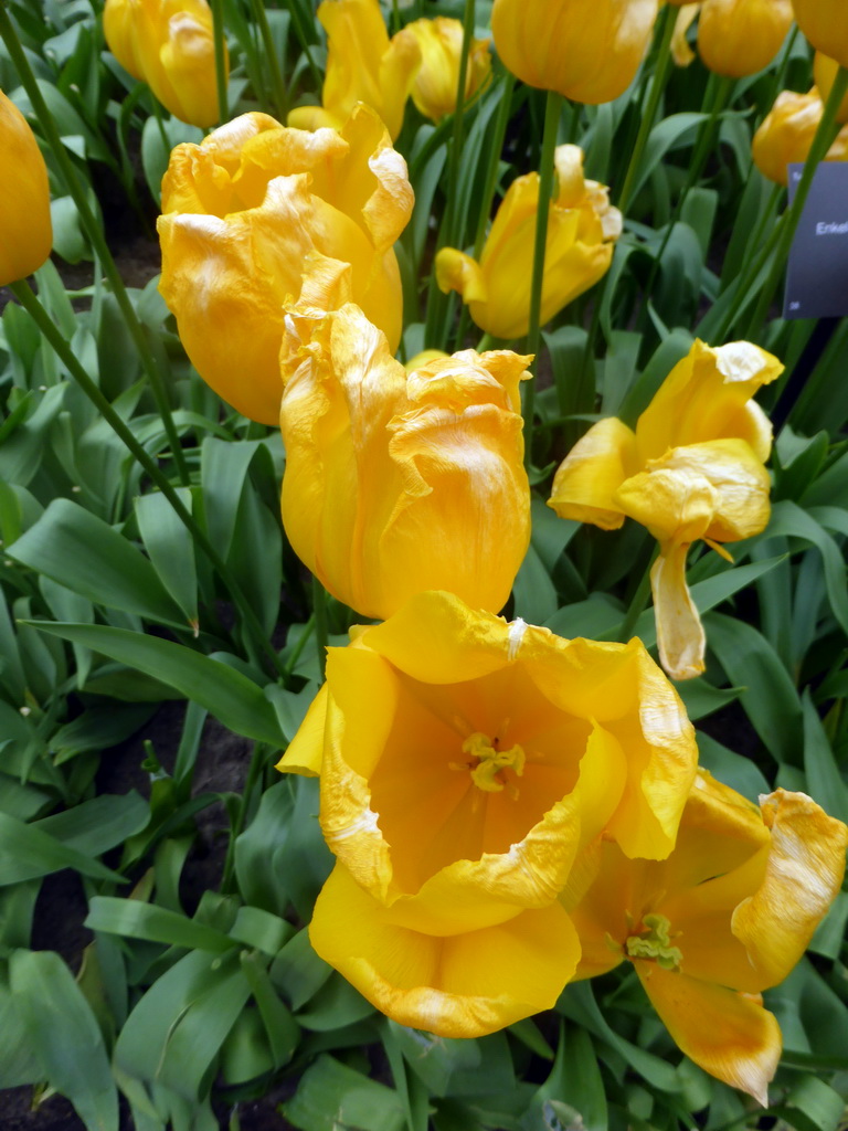 Yellow flowers in the Willem-Alexander pavilion at the Keukenhof park