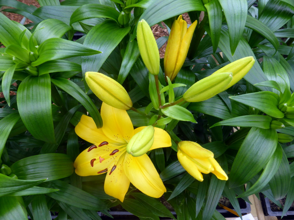 Yellow flowers in the Willem-Alexander pavilion at the Keukenhof park