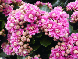 Pink flowers in the Willem-Alexander pavilion at the Keukenhof park