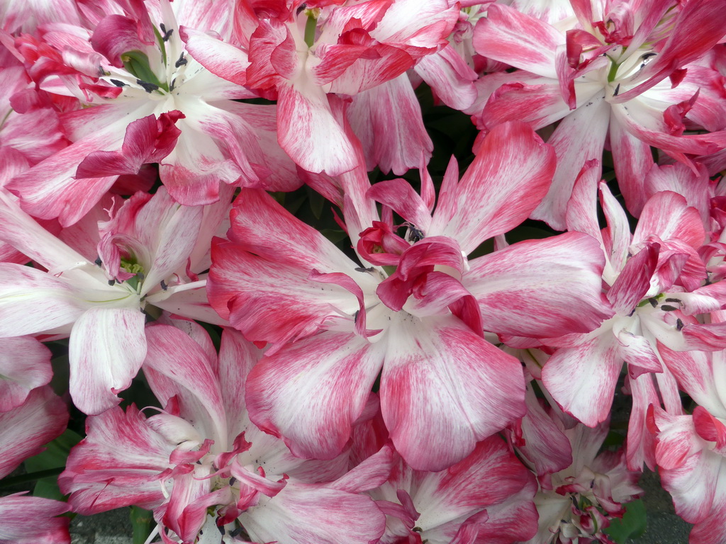 Red-white flowers in the Willem-Alexander pavilion at the Keukenhof park