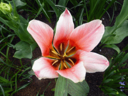 Pink flower at the Inspiration Gardens at the Keukenhof park