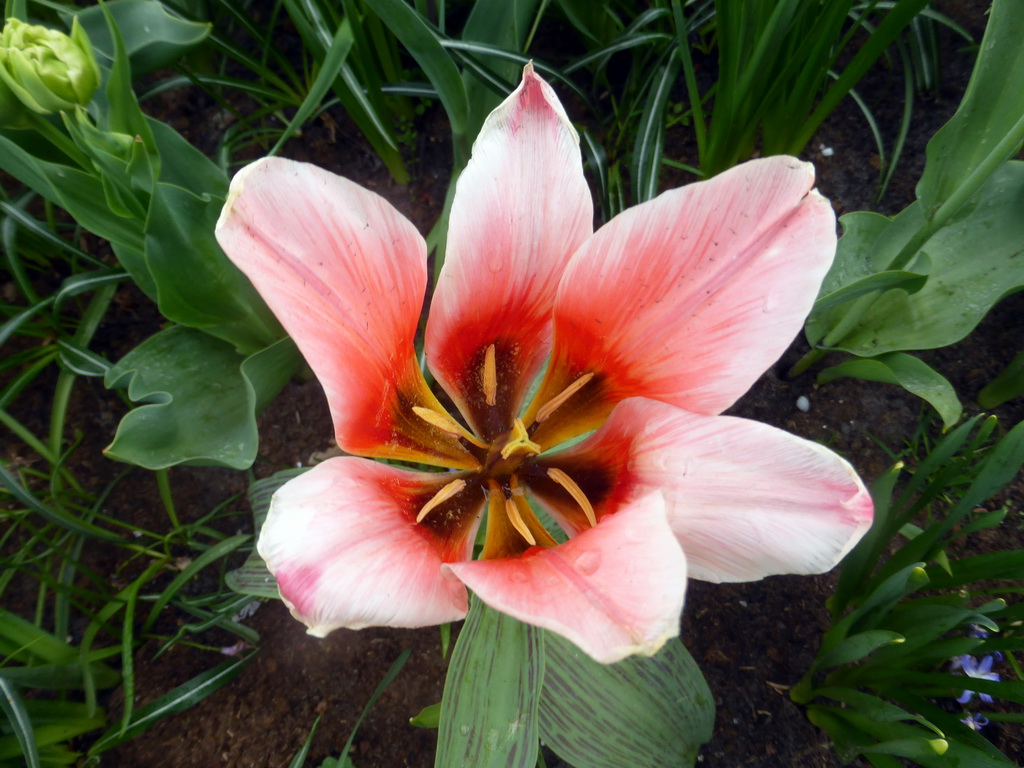 Pink flower at the Inspiration Gardens at the Keukenhof park