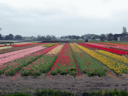 Flower fields to the northeast side of the Keukenhof park, viewed from the viewing point near the Inspiration Gardens