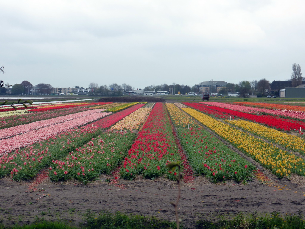 Flower fields to the northeast side of the Keukenhof park, viewed from the viewing point near the Inspiration Gardens