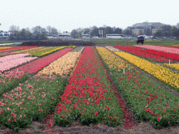 Flower fields to the northeast side of the Keukenhof park, viewed from the viewing point near the Inspiration Gardens