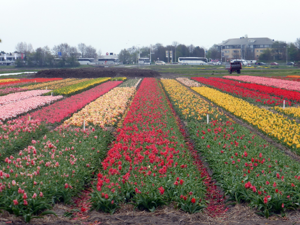 Flower fields to the northeast side of the Keukenhof park, viewed from the viewing point near the Inspiration Gardens