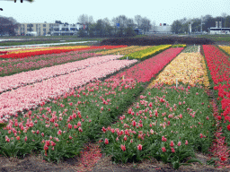 Flower fields to the northeast side of the Keukenhof park, viewed from the viewing point near the Inspiration Gardens