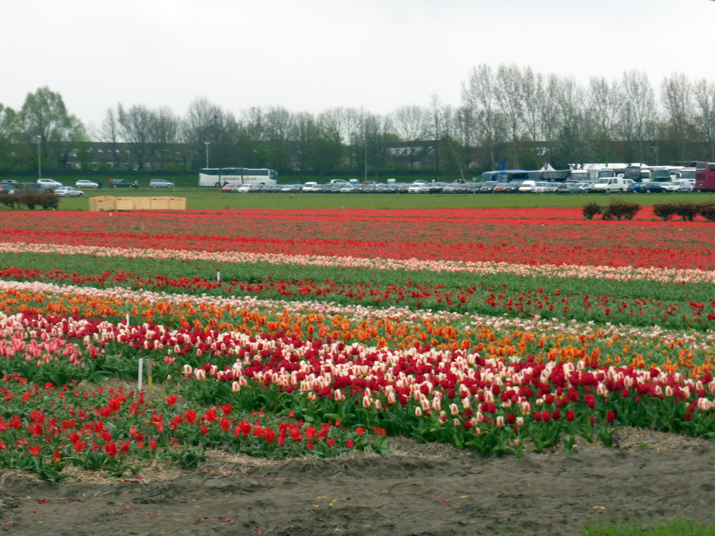 Flower fields to the northeast side of the Keukenhof park, viewed from the viewing point near the Inspiration Gardens