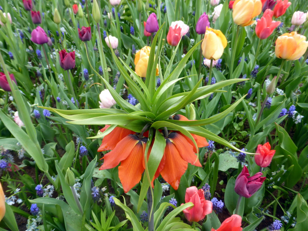 Flowers near the Inspiration Gardens at the Keukenhof park