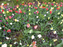 Flowers near the Inspiration Gardens at the Keukenhof park