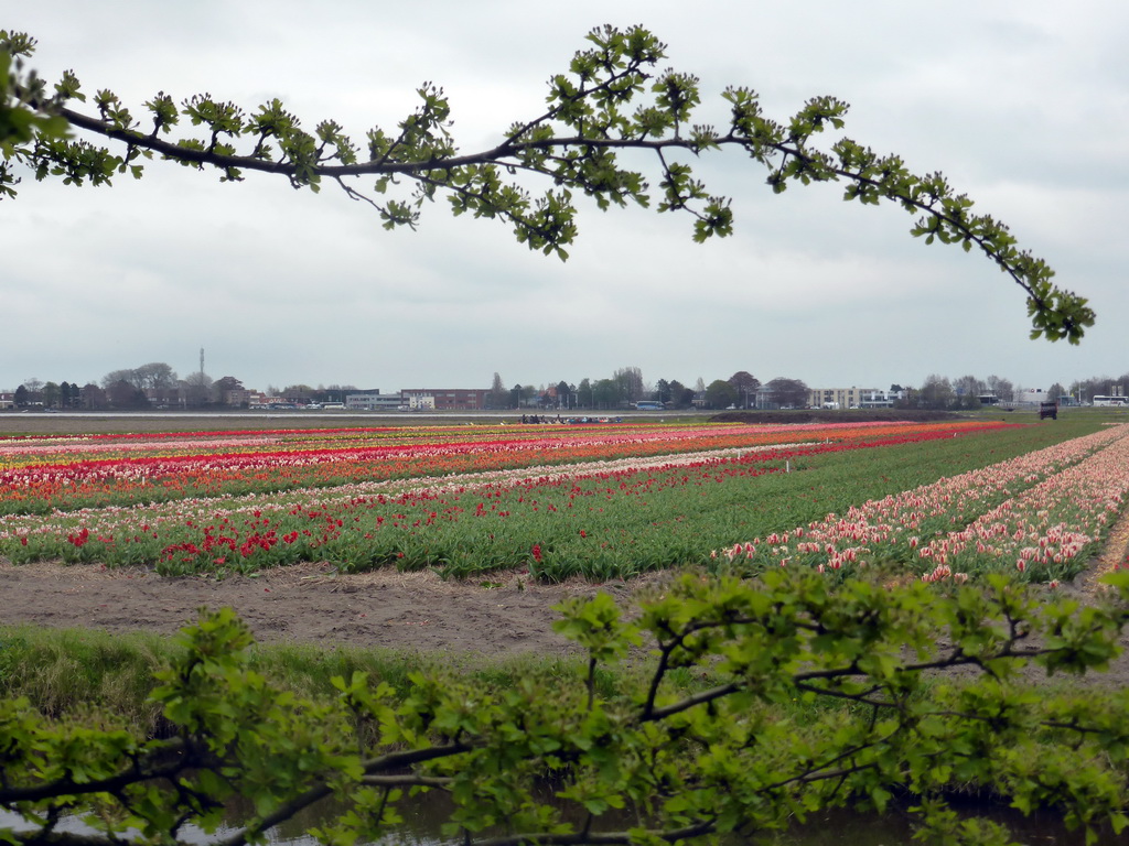 Flower fields to the northeast side of the Keukenhof park, viewed from the viewing point near the petting zoo