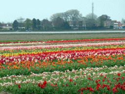 Flower fields to the northeast side of the Keukenhof park, viewed from the viewing point near the petting zoo