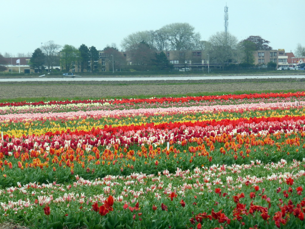 Flower fields to the northeast side of the Keukenhof park, viewed from the viewing point near the petting zoo