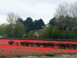 Flower fields to the northeast side of the Keukenhof park, viewed from the viewing point near the petting zoo