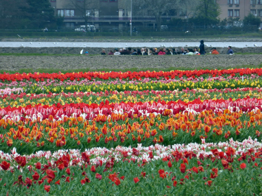 Flower fields to the northeast side of the Keukenhof park, viewed from the viewing point near the petting zoo