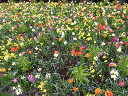 Flowers near the Oranje Nassau pavilion at the Keukenhof park
