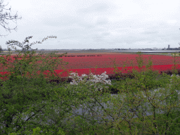 Flower fields to the northeast side of the Keukenhof park, viewed from the viewing point near the Oranje Nassau pavilion