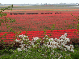 Flower fields to the northeast side of the Keukenhof park, viewed from the viewing point near the Oranje Nassau pavilion