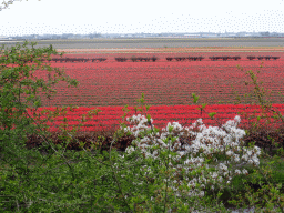 Flower fields to the northeast side of the Keukenhof park, viewed from the viewing point near the Oranje Nassau pavilion