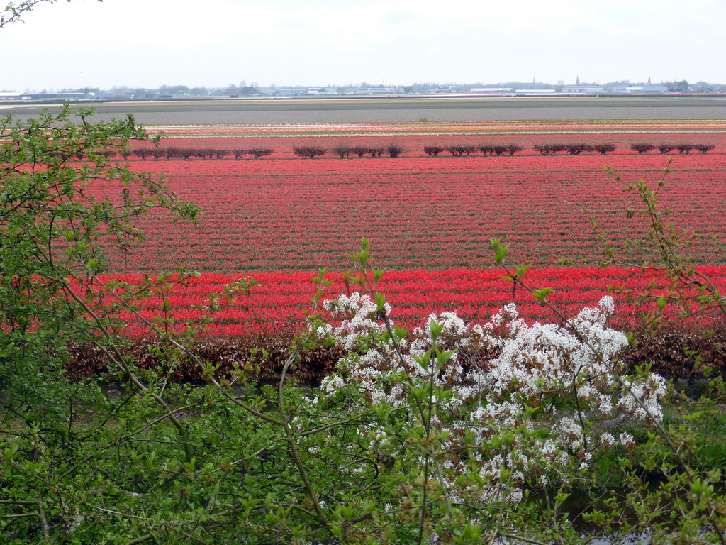 Flower fields to the northeast side of the Keukenhof park, viewed from the viewing point near the Oranje Nassau pavilion