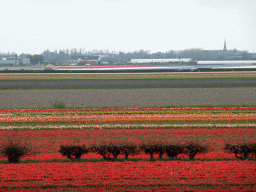 Flower fields to the northeast side of the Keukenhof park, viewed from the viewing point near the Oranje Nassau pavilion