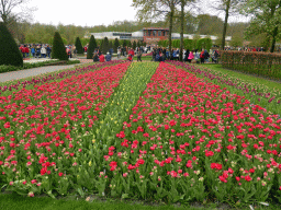 Red, purple and yellow flowers at the east side of the Oranje Nassau pavilion at the Keukenhof park