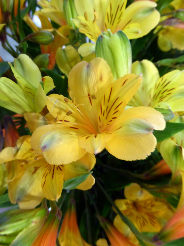 Yellow flower in the Oranje Nassau pavilion at the Keukenhof park