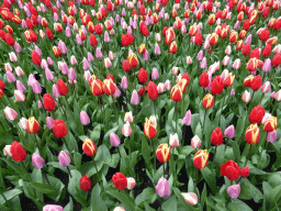 Red-white and purple-white tulips near the Oranje Nassau pavilion at the Keukenhof park