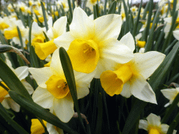 White-yellow flowers near the Oranje Nassau pavilion at the Keukenhof park