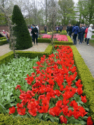 Red and pink flowers at the Historical Garden at the Keukenhof park