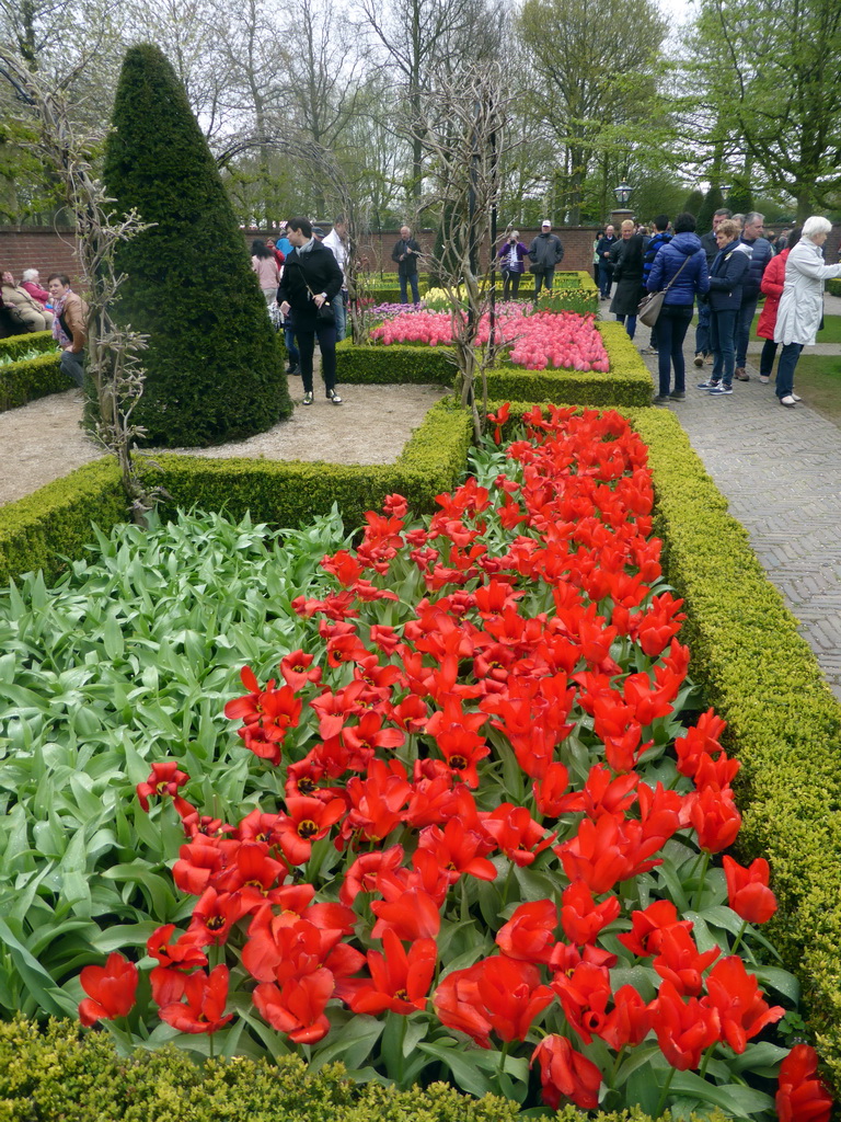 Red and pink flowers at the Historical Garden at the Keukenhof park