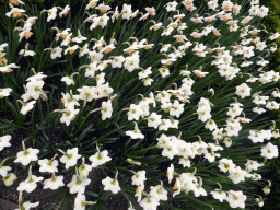 White flowers at the Historical Garden at the Keukenhof park