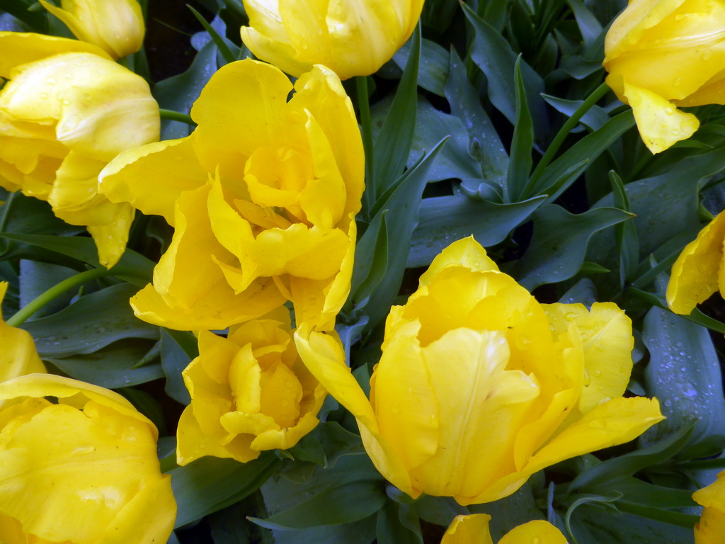 Yellow flowers near the main entrance of the Keukenhof park