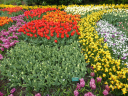 Red, purple, orange, yellow and white flowers near the main entrance of the Keukenhof park